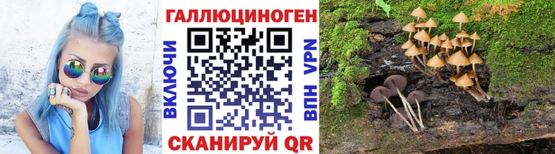Купить где  Облучье  Галлюциногенные грибы Cubensis 